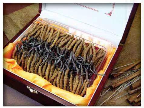 延平冬虫夏草回收